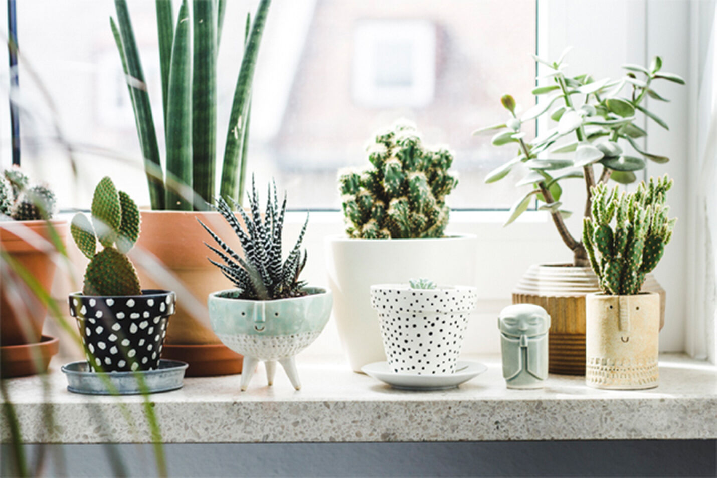 cactus