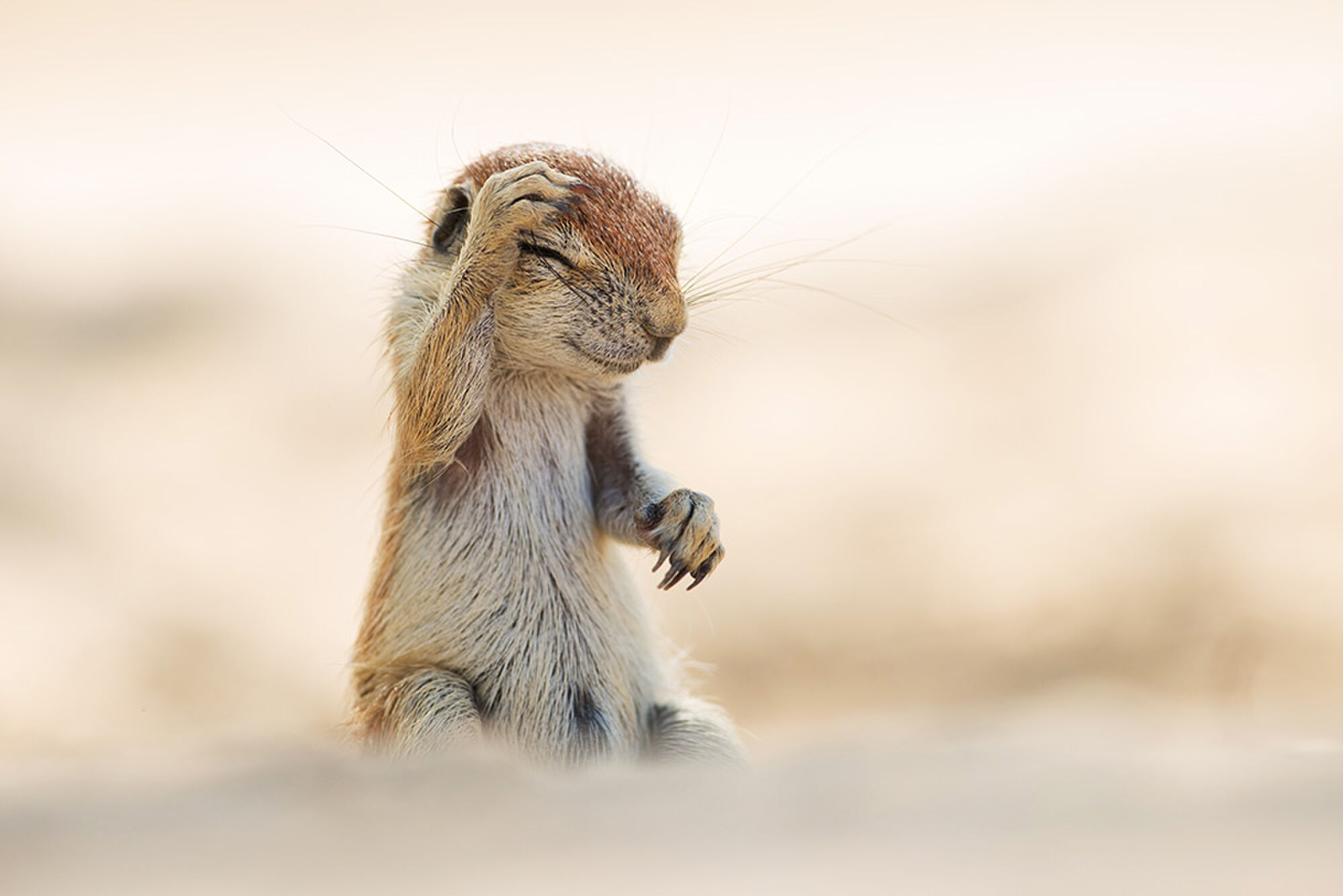 grappige dieren foto's awards9