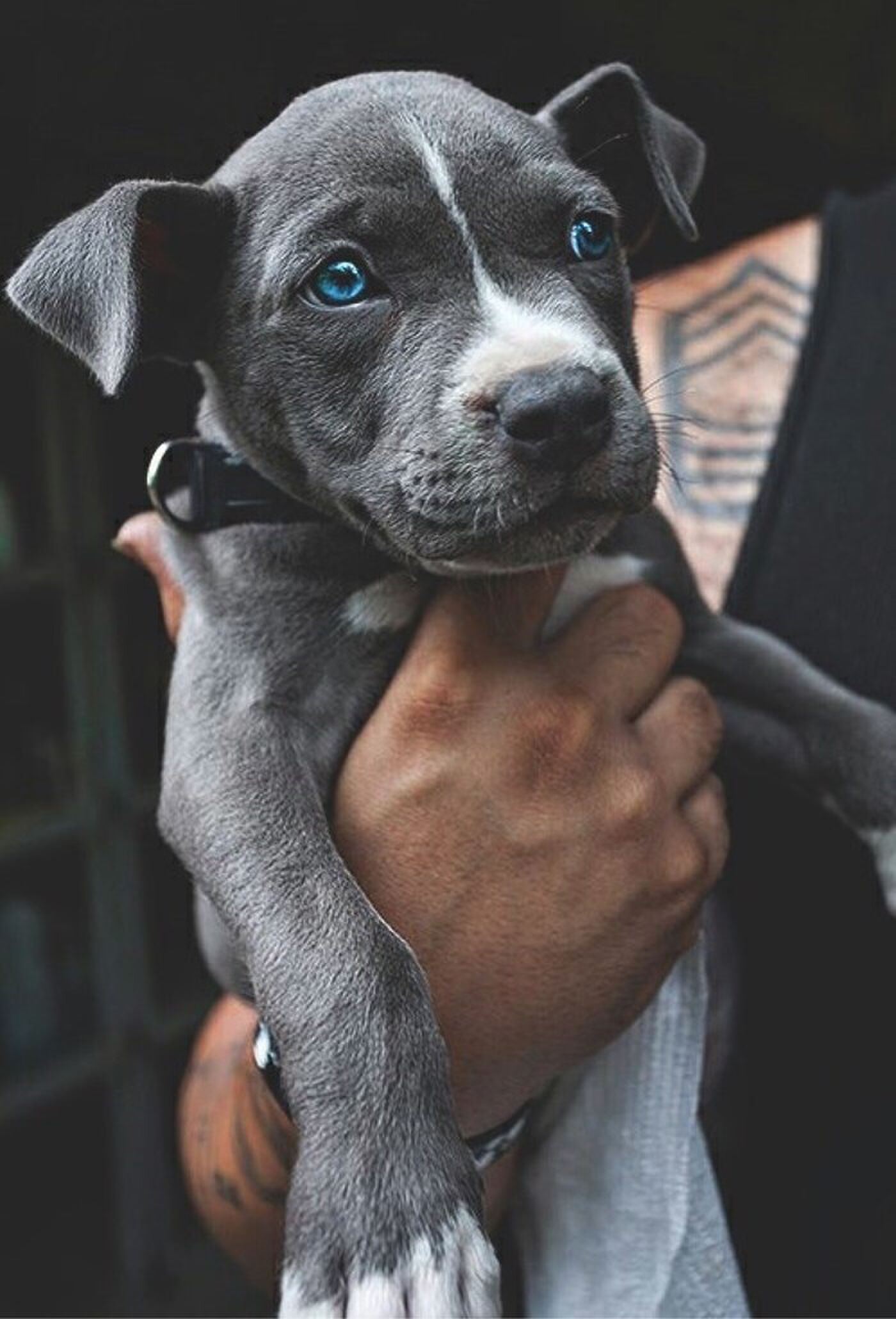 puppy vrouw man