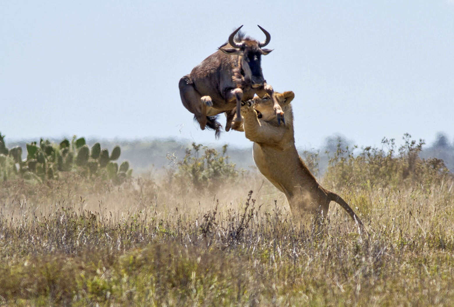 Photo © 2013 Caters News/The Grosby Group - Sept 25, 2013 - WILDEBEEST ESCAPES LIONESS ATTACK IN ASTONISHING PHOTOS - Red bull really does give you wings! This athletic wildebeest proved he is no easy catch after leaping TWO METersS in the air to escape a lions bite. The epic battle between the angry buffalo and hungry lioness unfolded in front of stunned gamekeepers at the Kariega Game Reserve, South Africa. The herd of wildebeest had been feeding on the open savannah when they were approached by the pack of lions. And after being caught off the guard, the aggressive bull successfully gave the sneaky lion the slip by jumping more than 6 ft in the air to escape. (PICTURED: The lioness attempts to grab the wildebeest from mid-air) - (CAF)