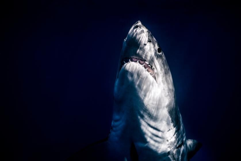 Great white, Guadalupe Island, October 2009