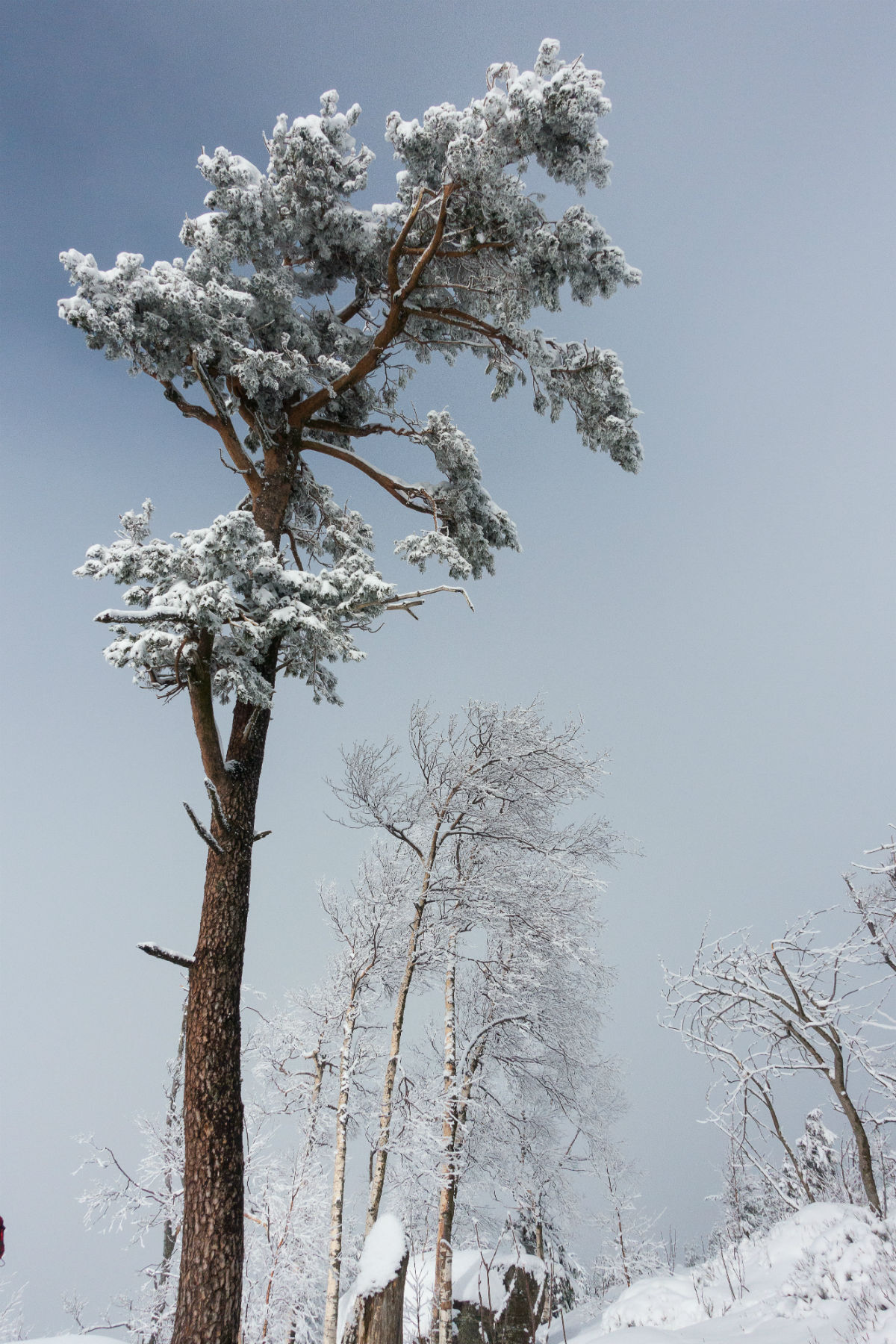 wintersport avontuurlijke vakanties