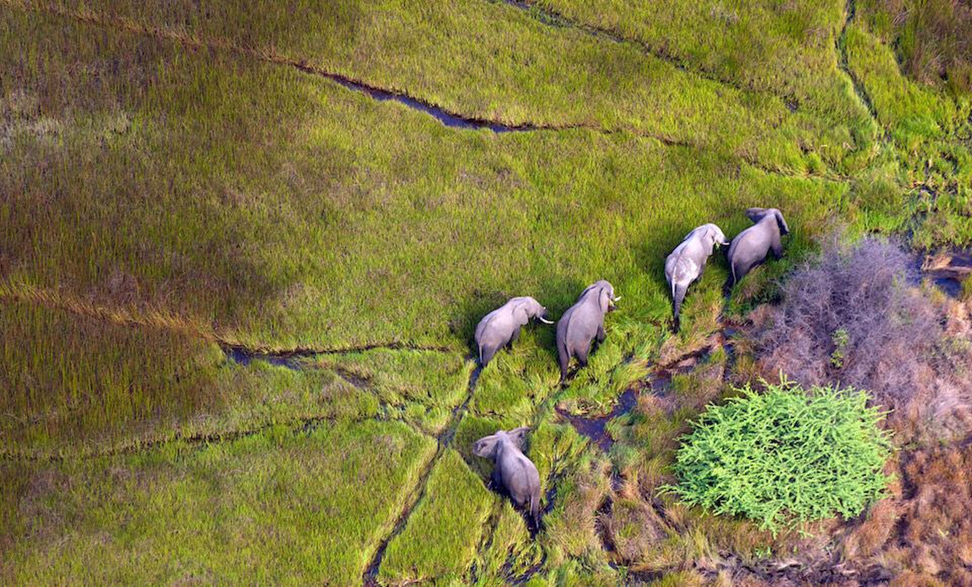 okavnago delta man man helikopter vlucht