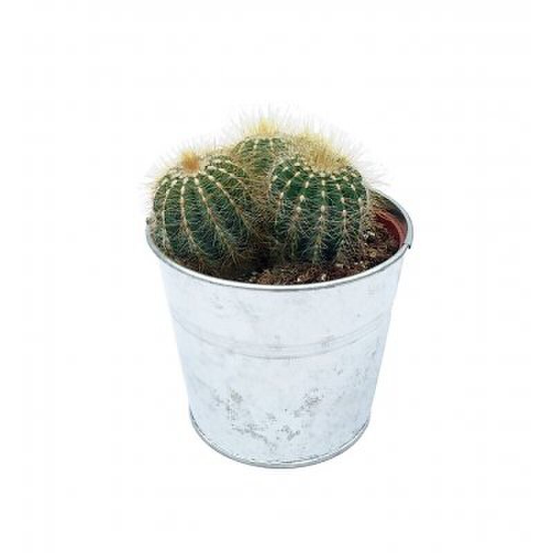 cactus housewarming man man