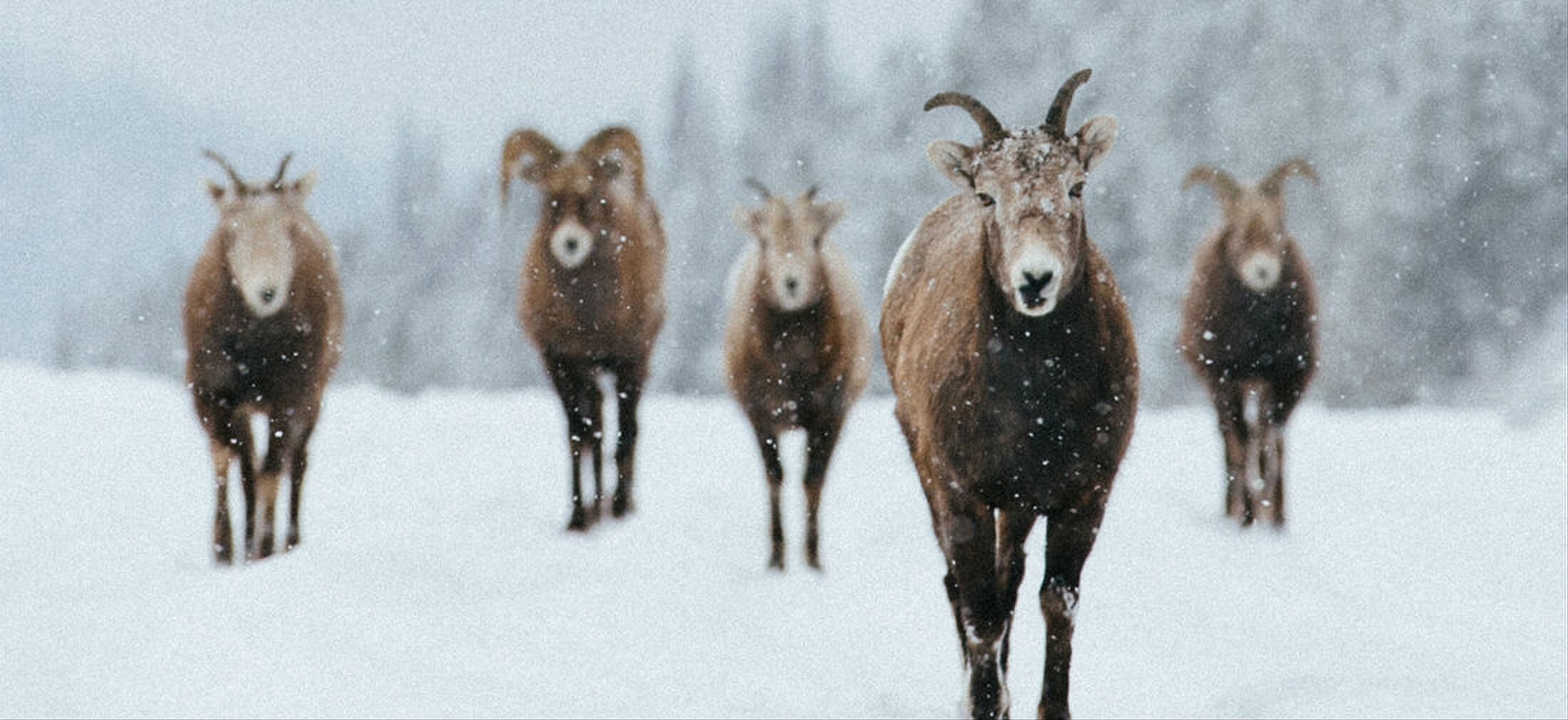 Wintersport vakantie Canada MAN MAN