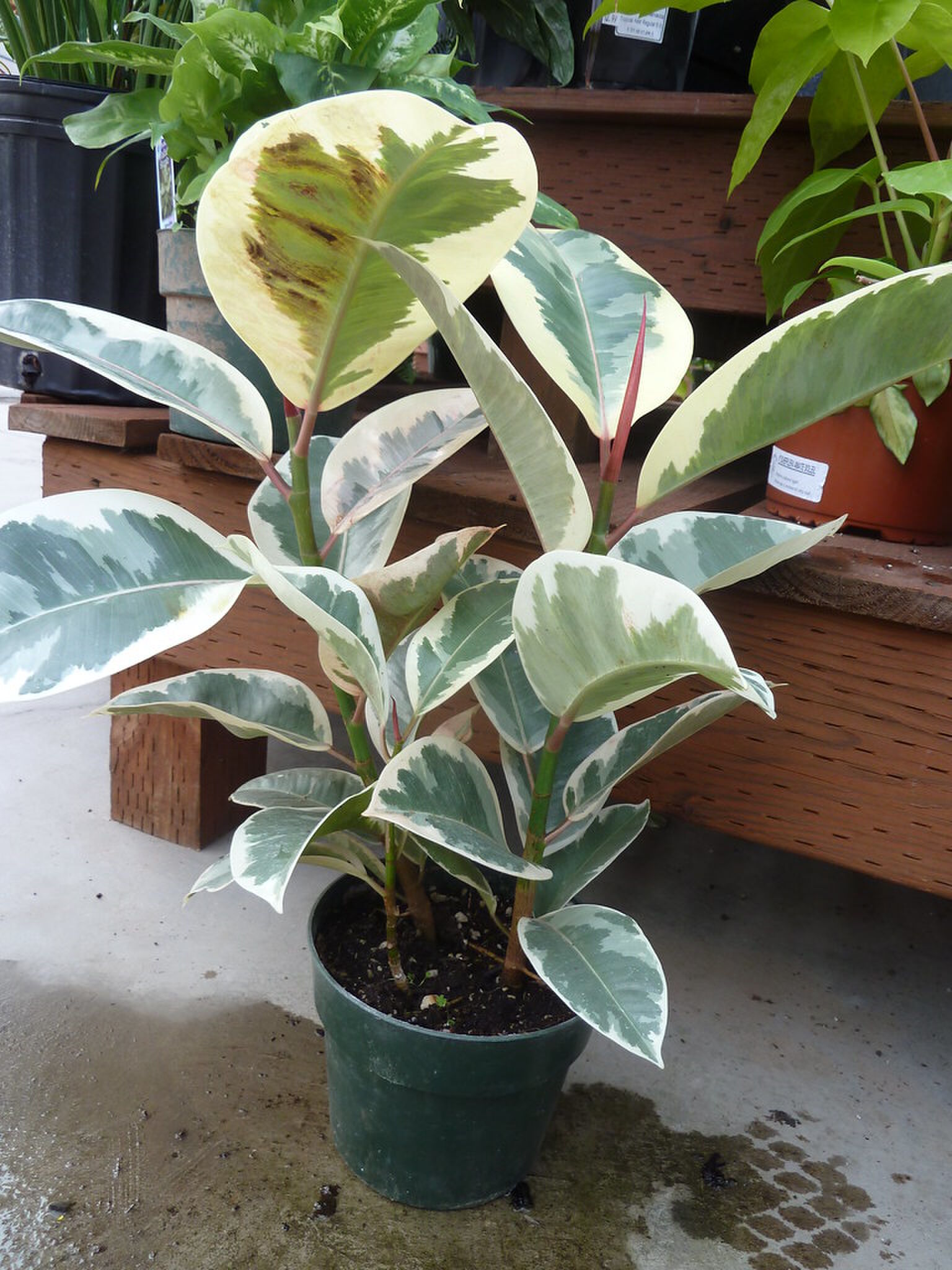 plant kantoor 