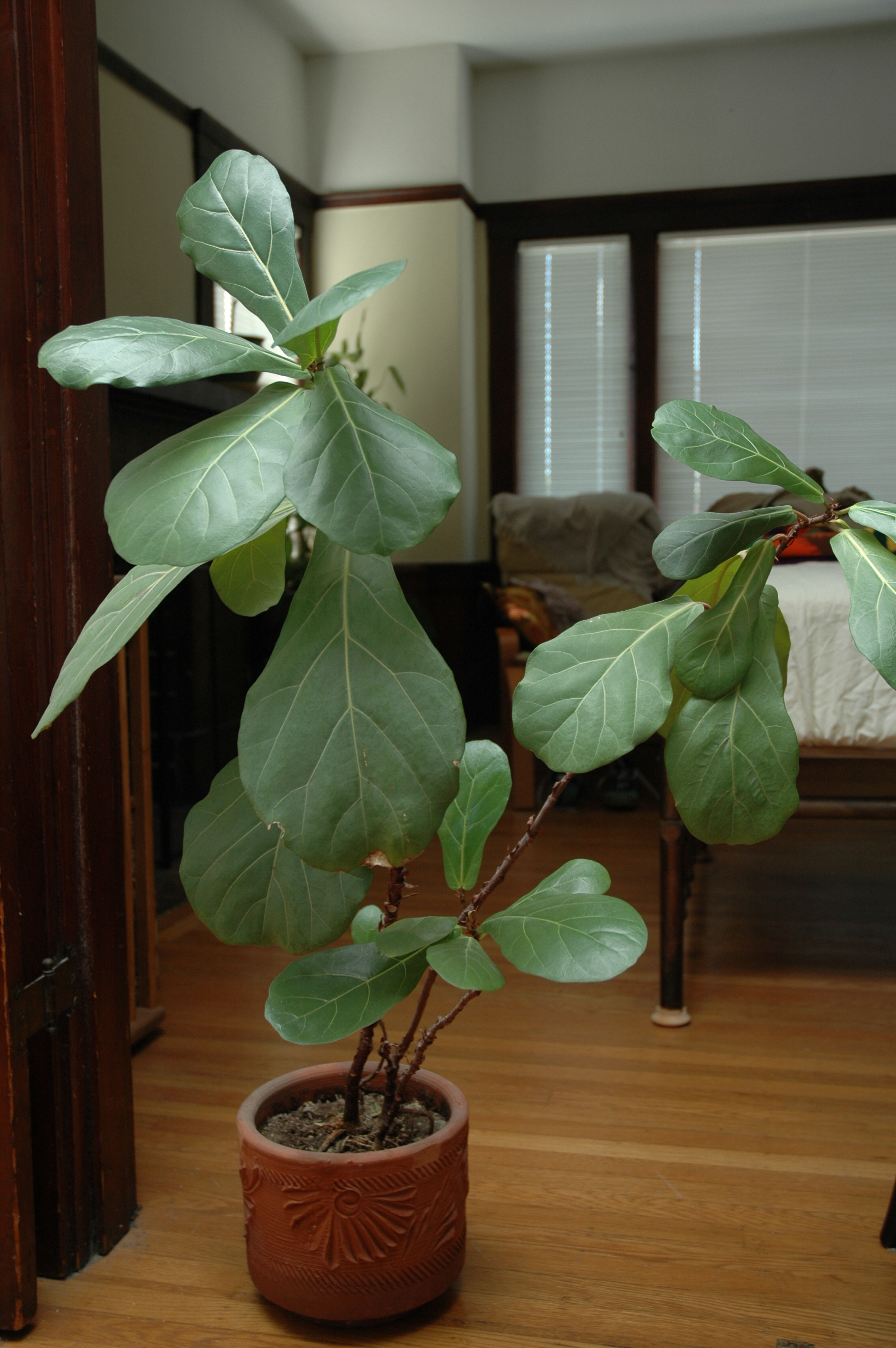 ficus plant kantoor