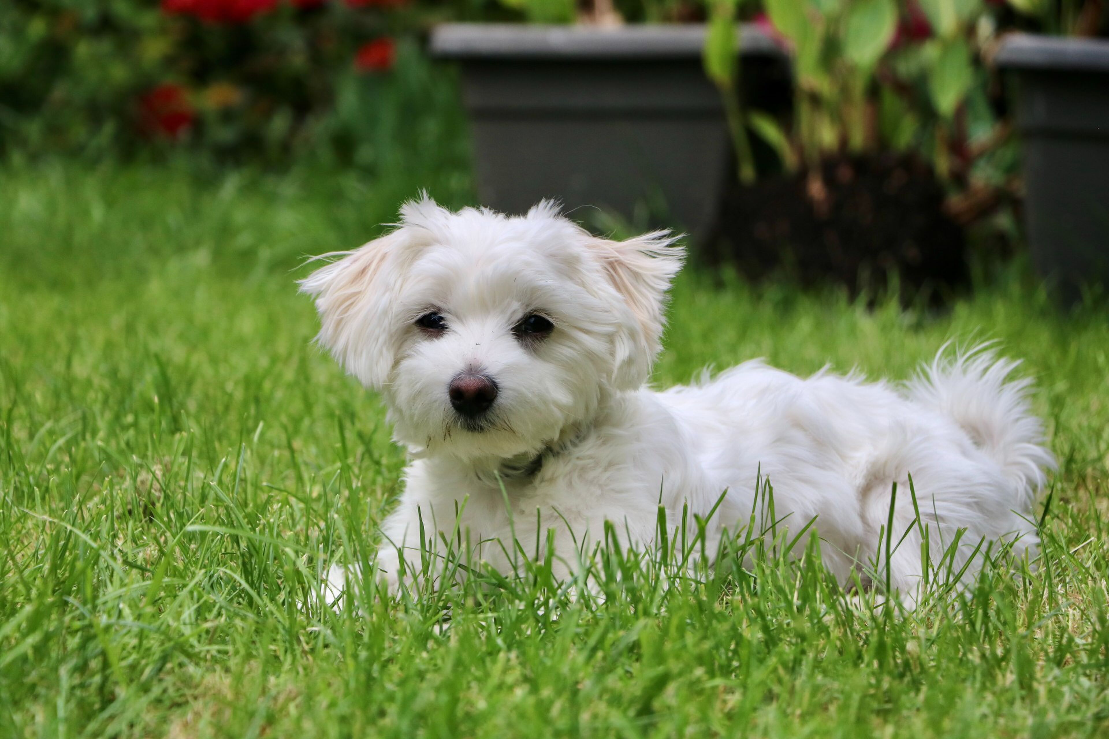 honden goed voor familie