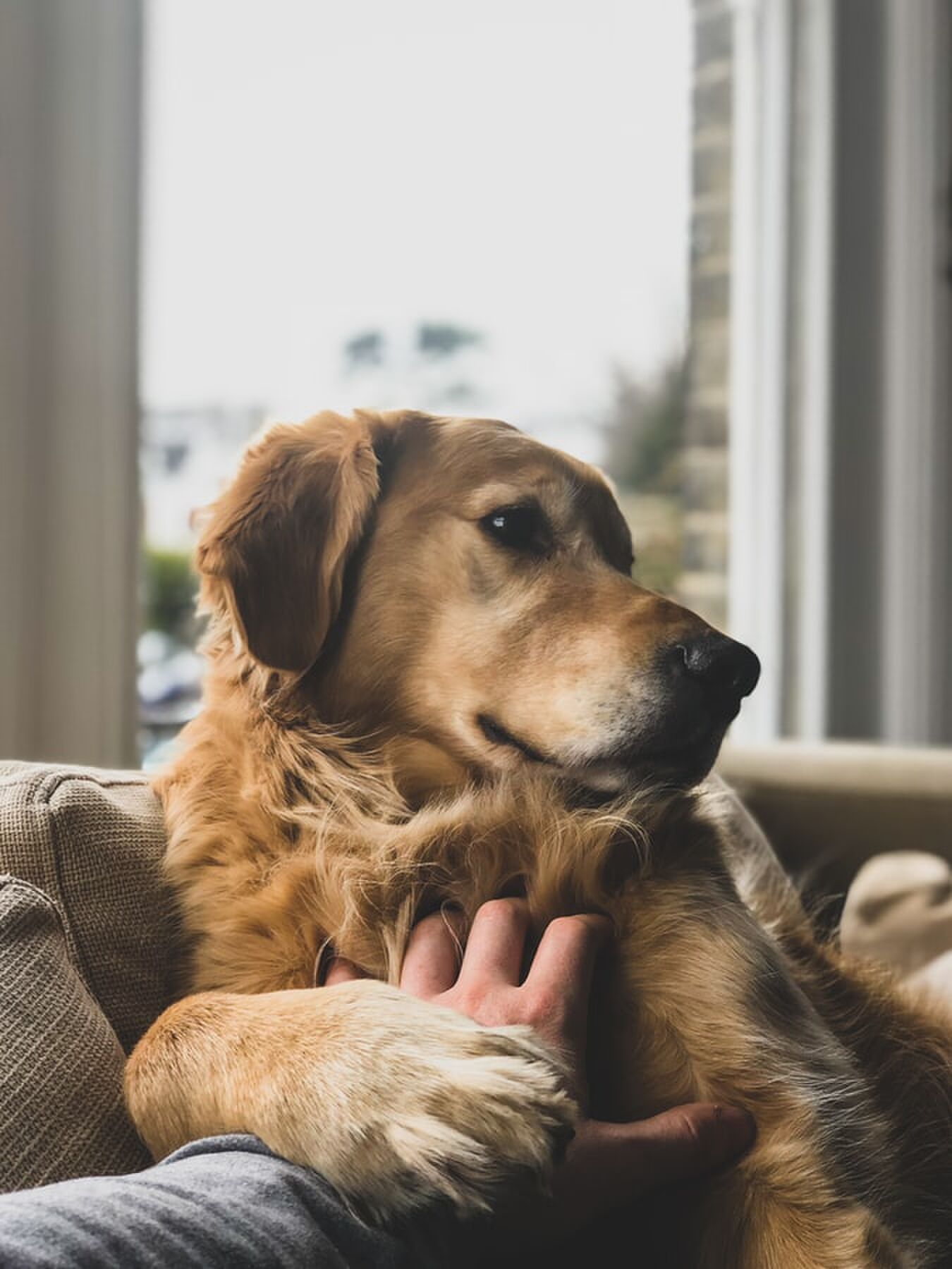 hoe duur is een hond