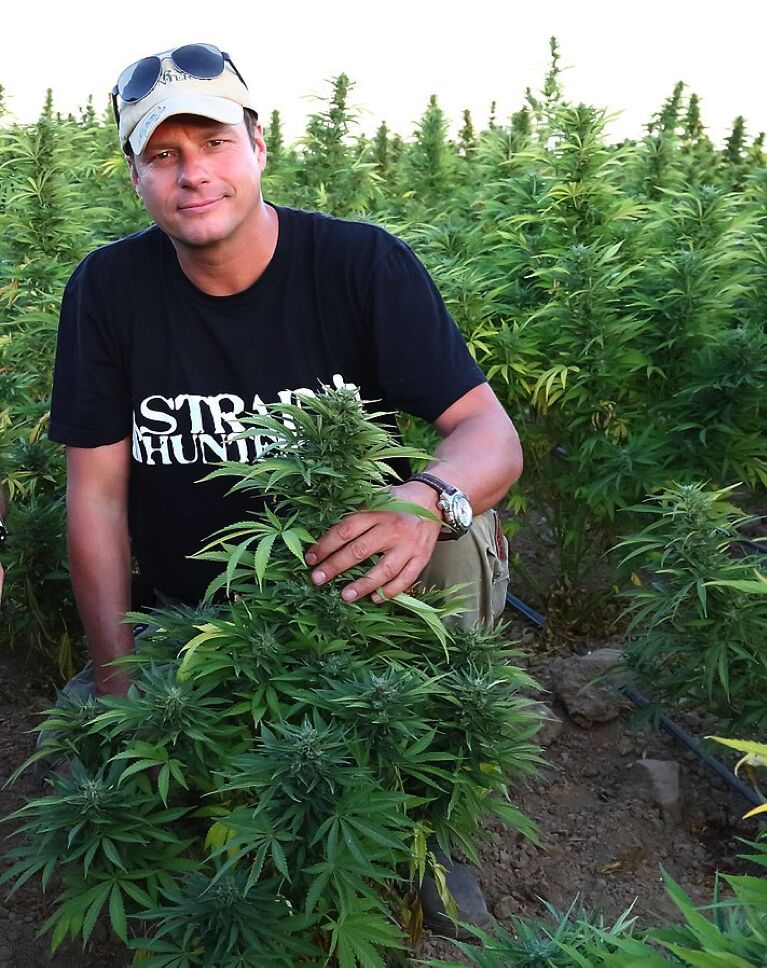 cannabiskoning Nederland 