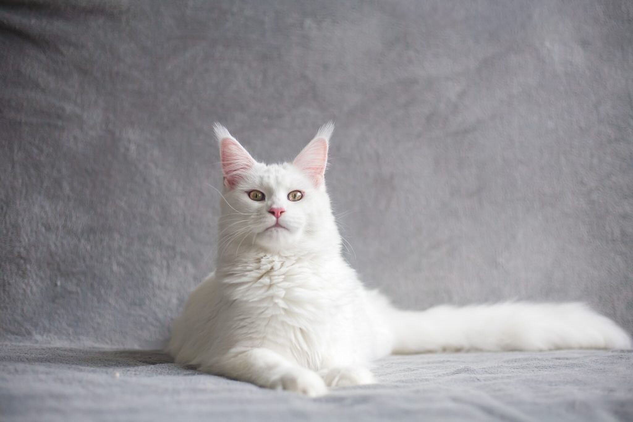 katten vrouwen versieren