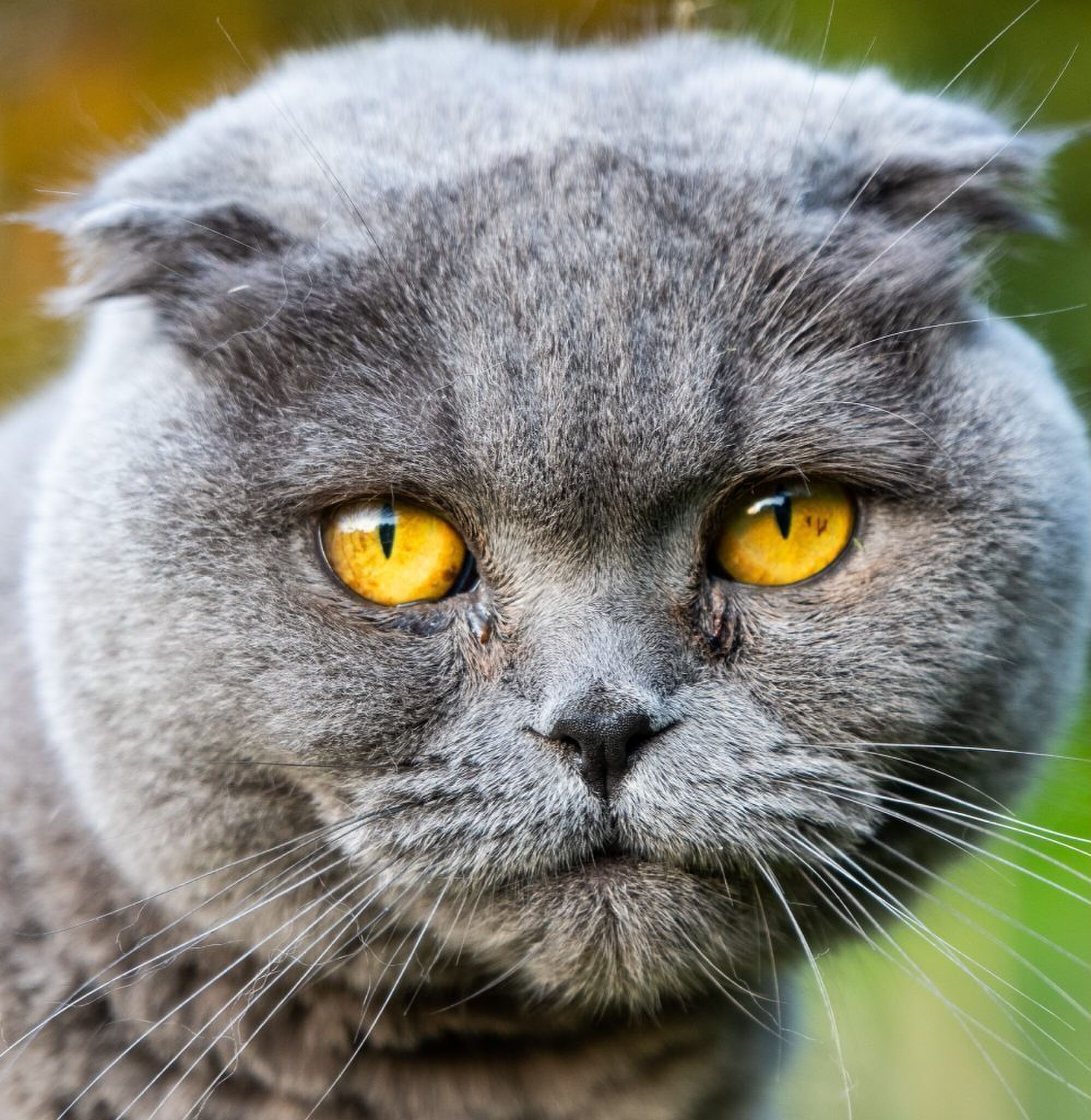 katten vrouwen versieren