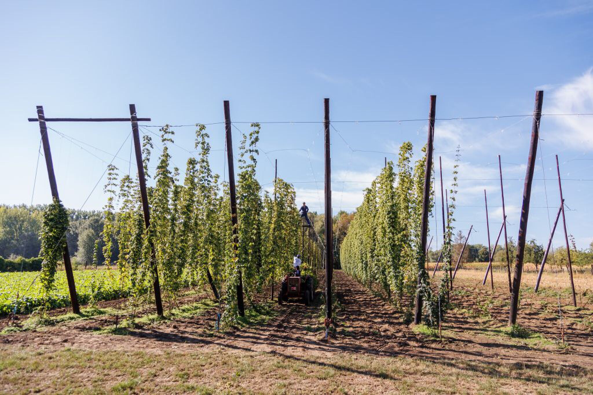 Affligem Tripel Trip 04