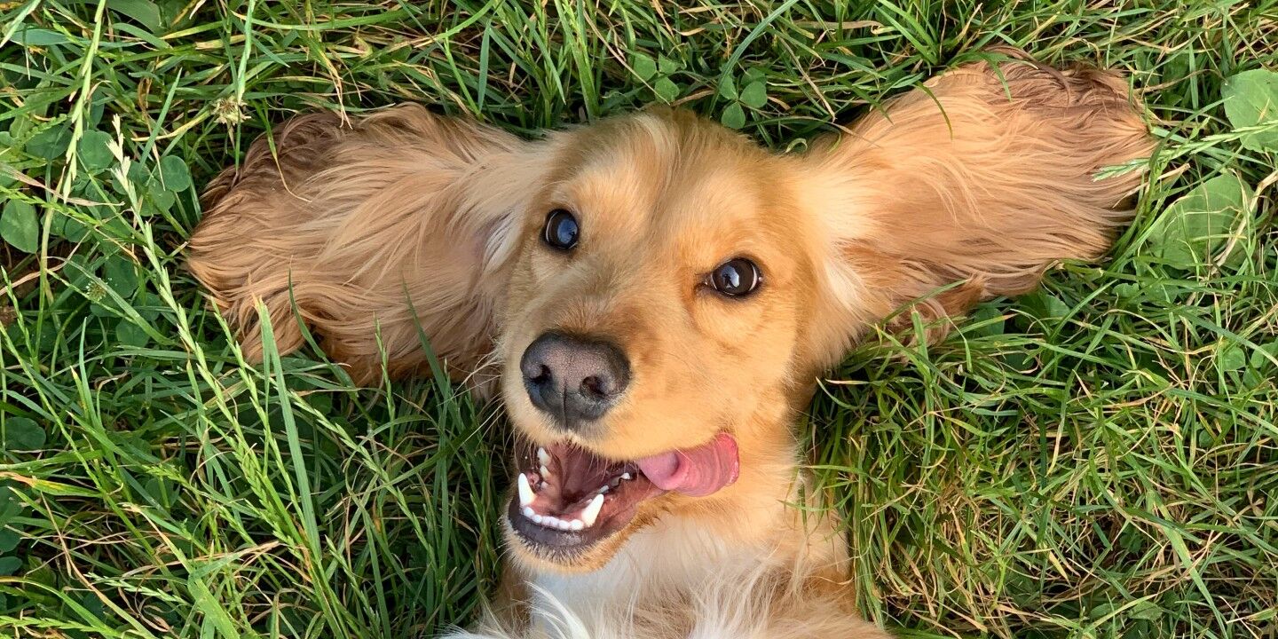 Op deze manieren laat een hond zien dat hij van je houdt