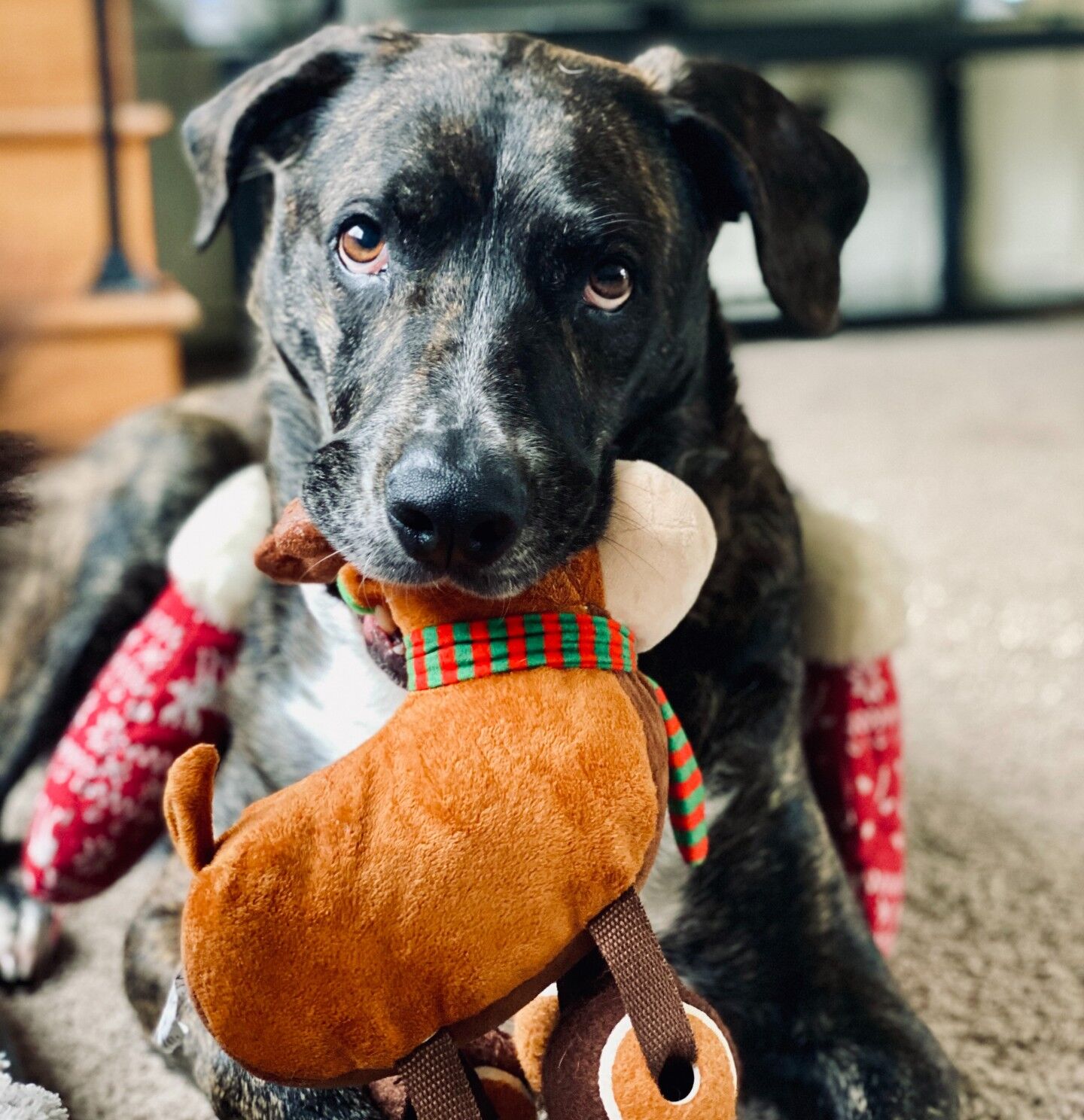 Op deze manieren laat een hond zien dat hij van je houdt- cadeautje