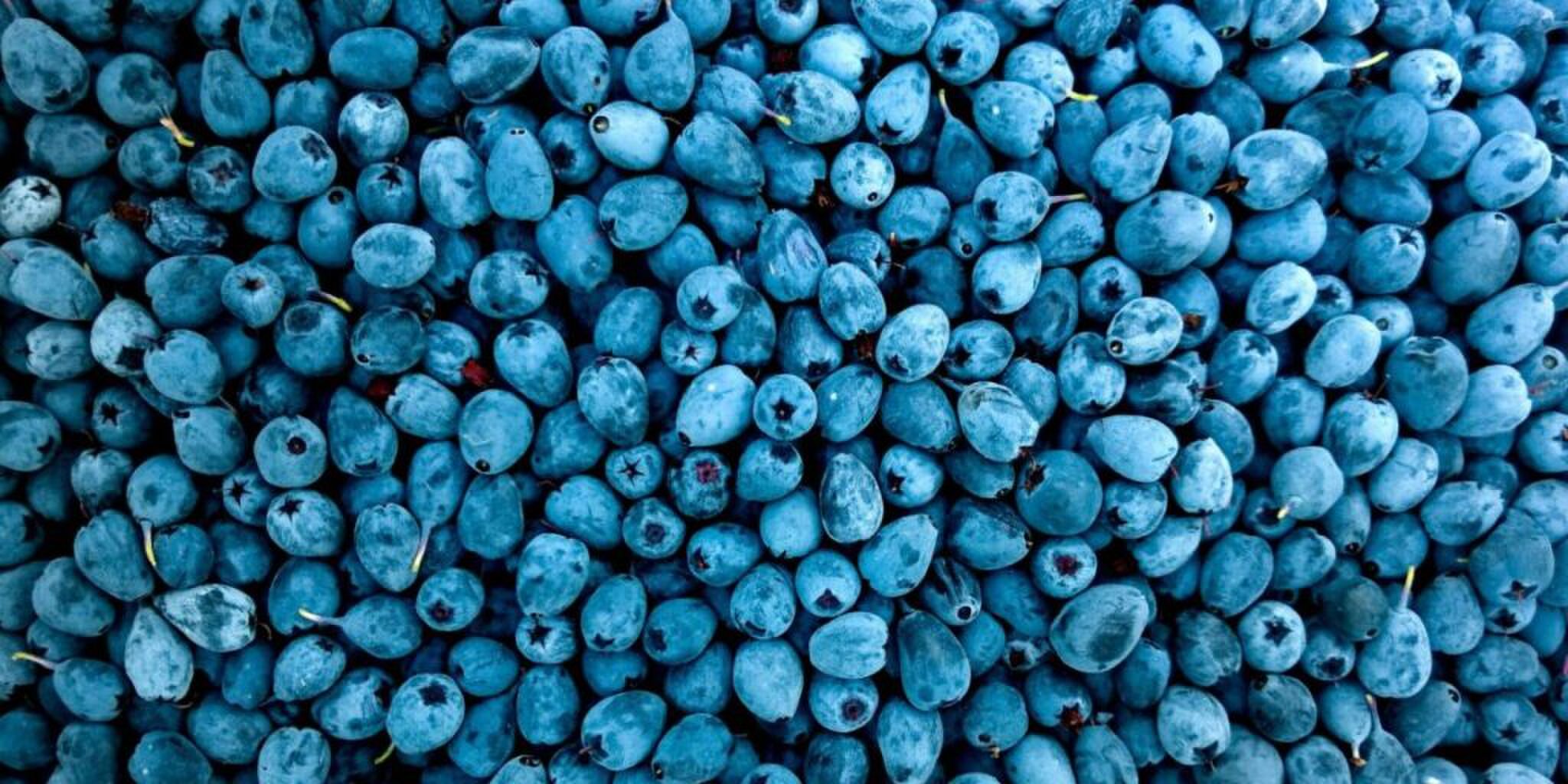 blauwe bessen