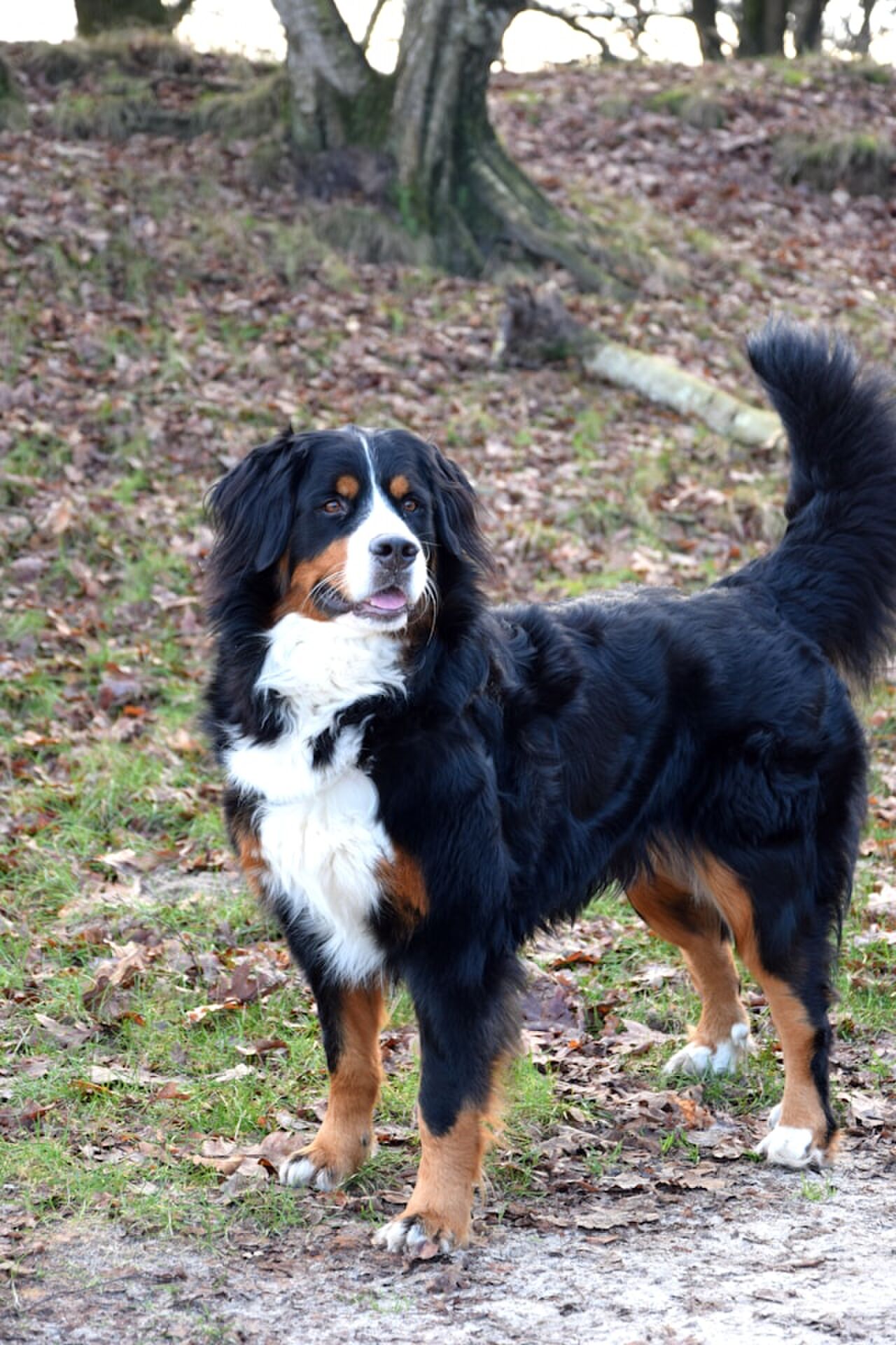 Een staande Berner Sennenhond, een van de rustige hondenrassen