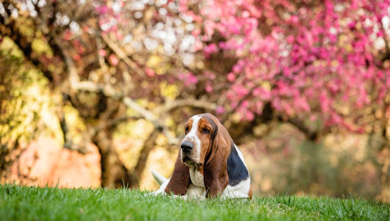 Een Basset Hound die op de grond ligt