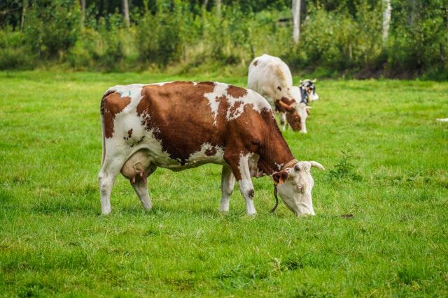 Extra proteïne producten: hebben ze eigenlijk wel zin en waarom zijn ze een stuk duurder?