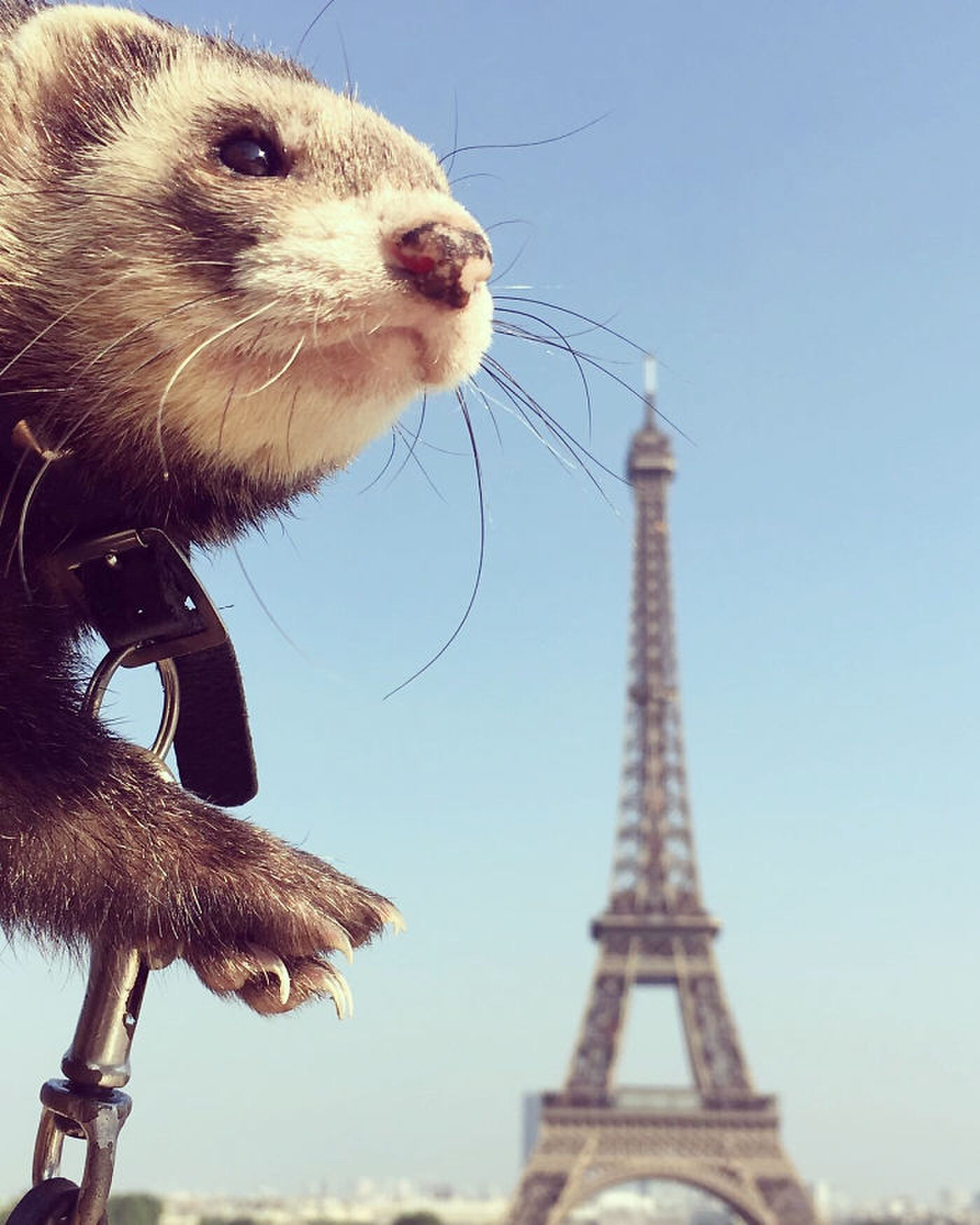 Bandit de fret voor de eiffeltoren