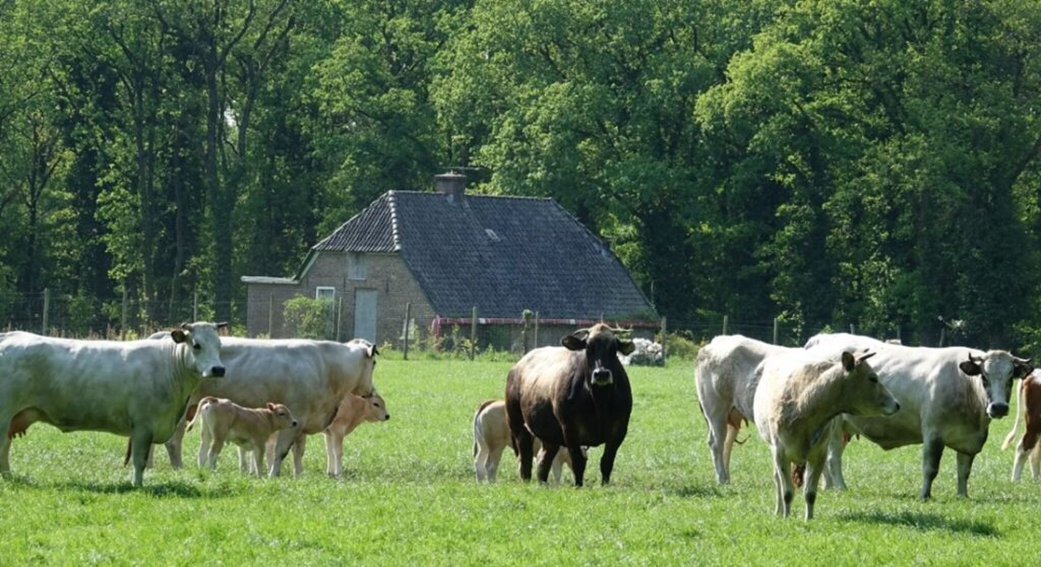 De natuurrijke omgeving van het pand.