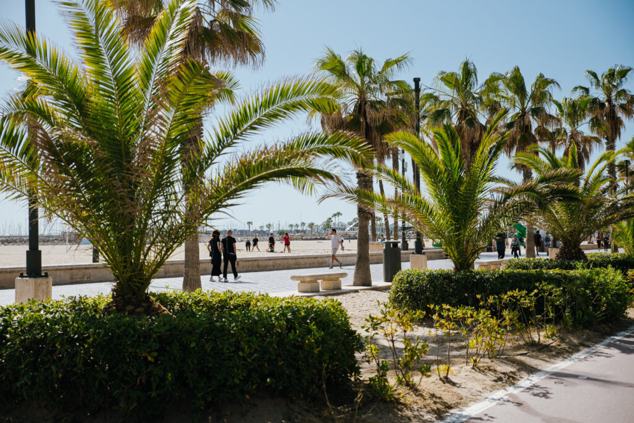 Een strand met palmbomen.