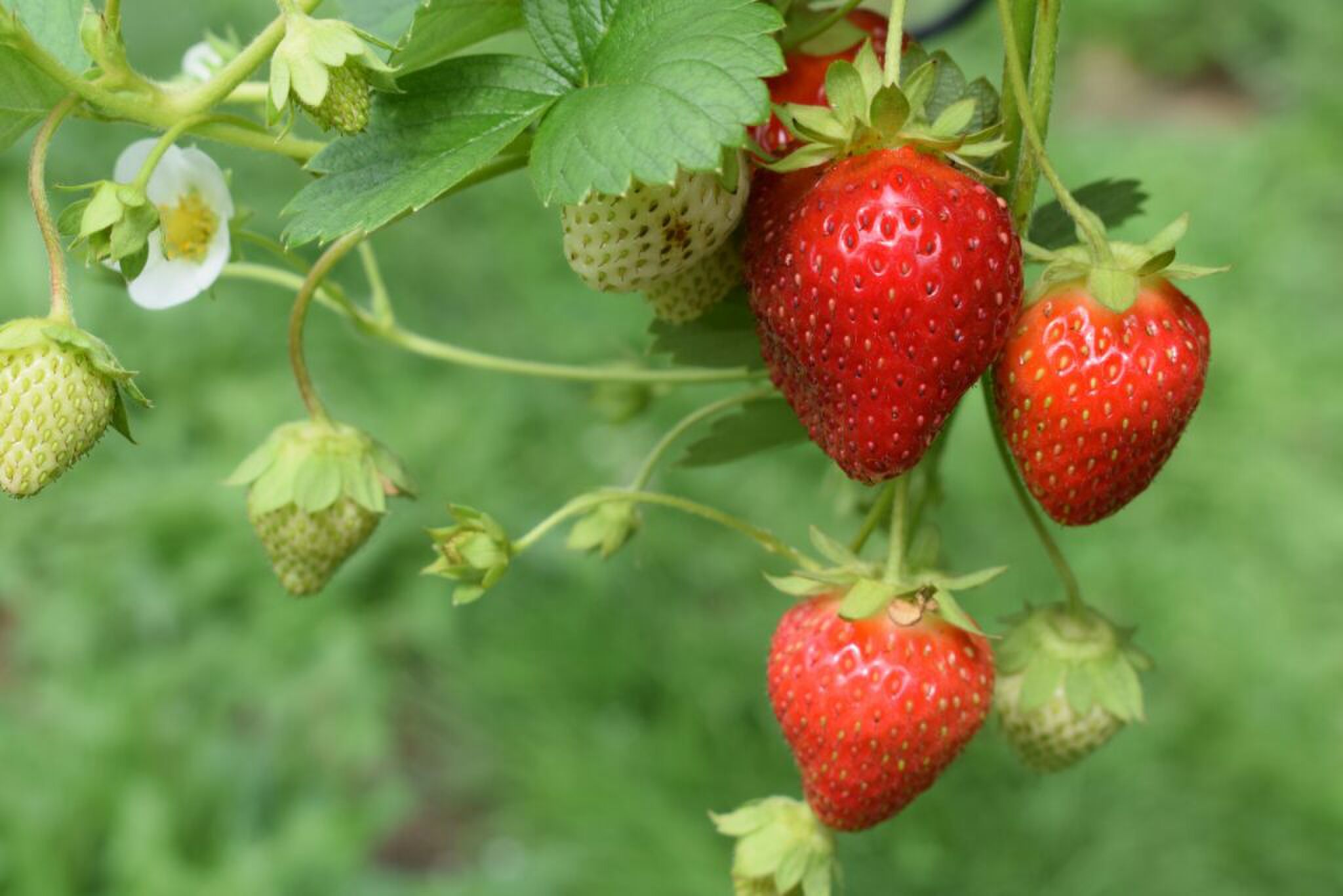 Een aardbeienplant met rijpe en onrijpe aardbeien. 