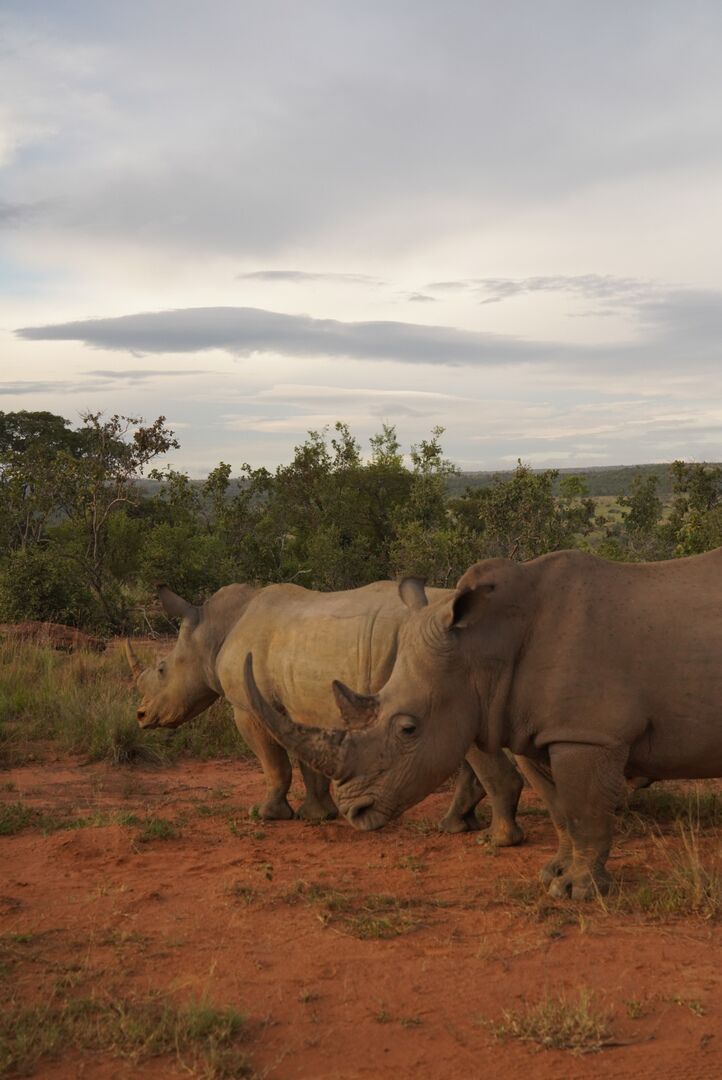 Neushoorns tijdens een safari in Zuid-Afrika