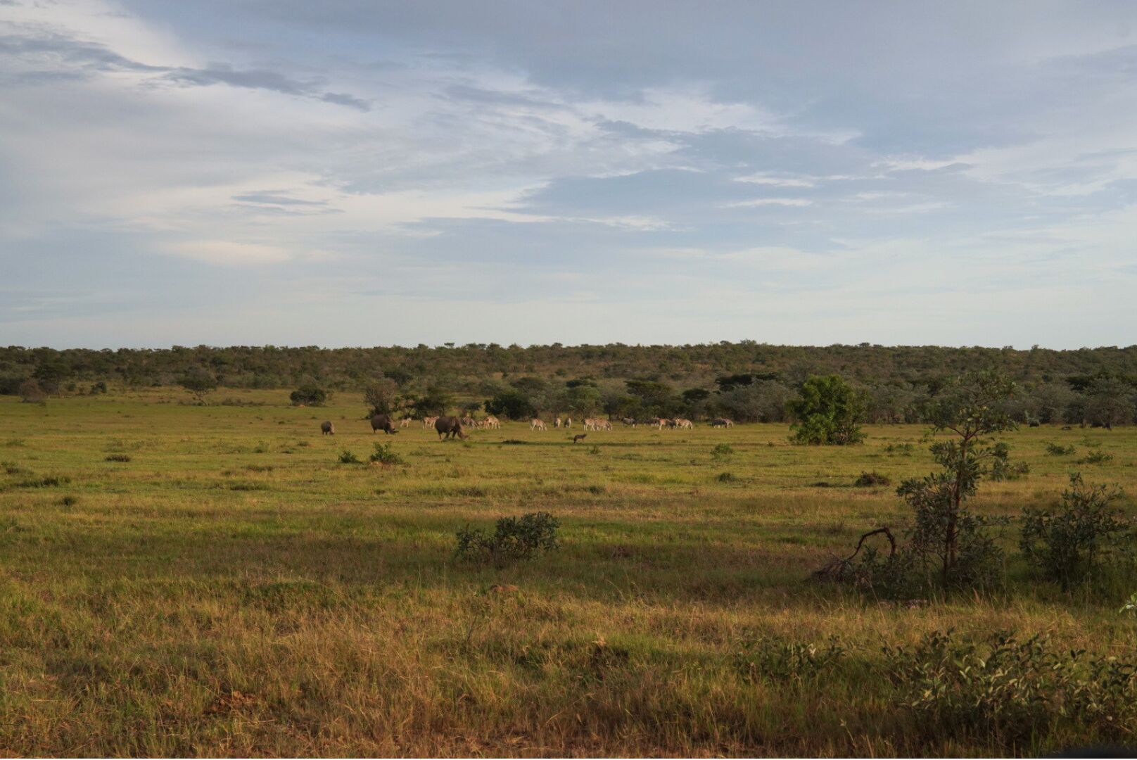 De beelden van een safari in Zuid-Afrika