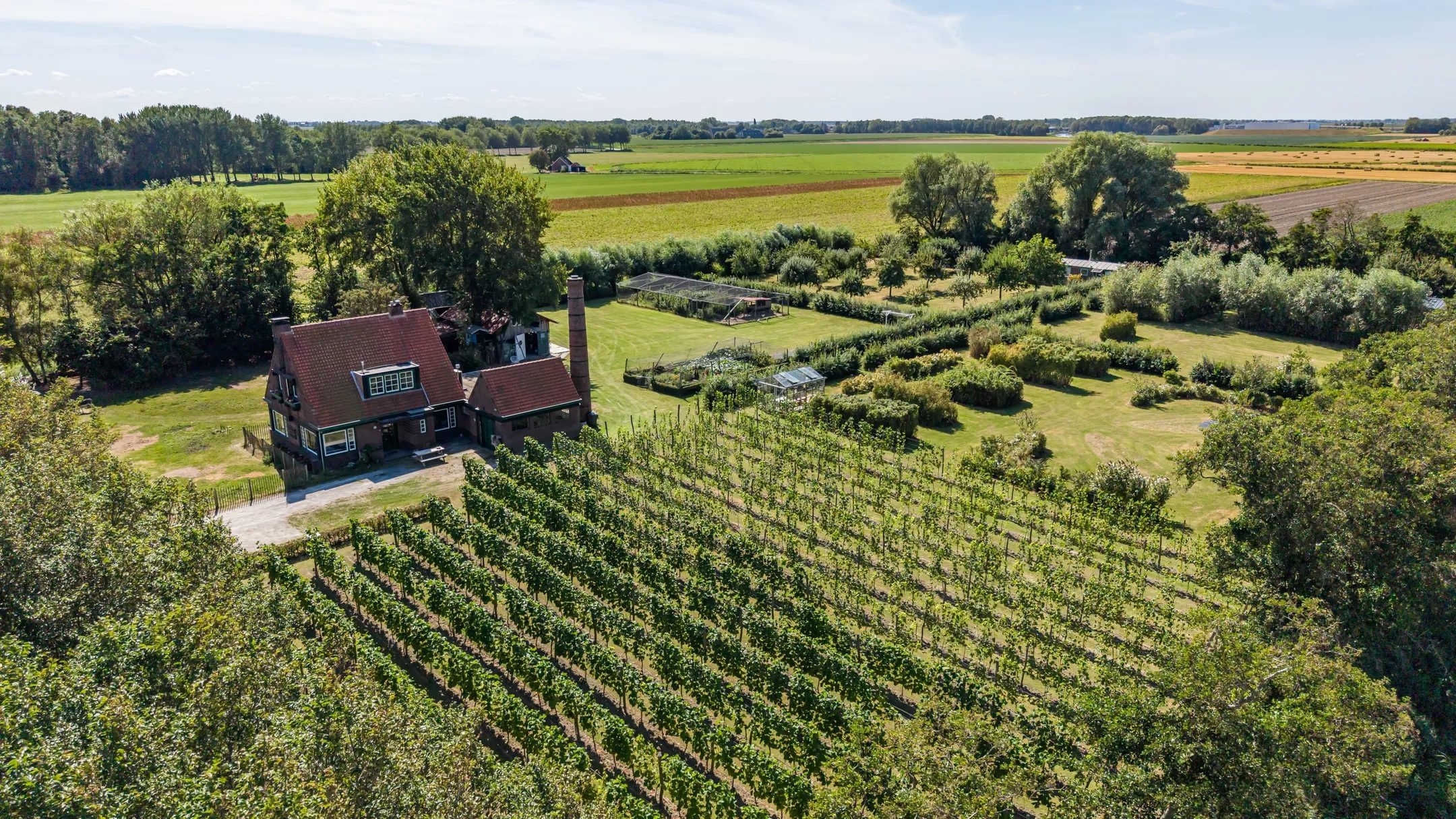De wijngaard die bij de woning hoort.