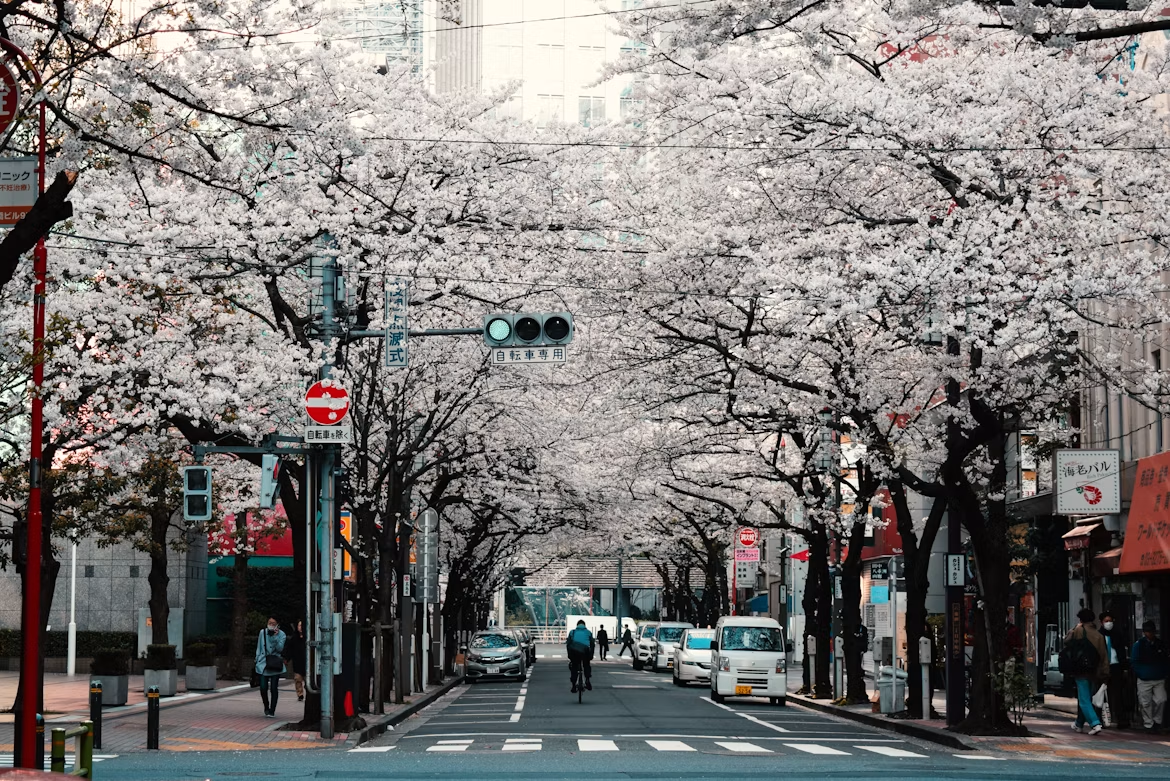 Japan met witte bomen