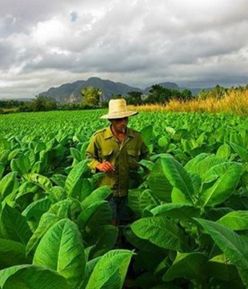 Cuba-nature-manman