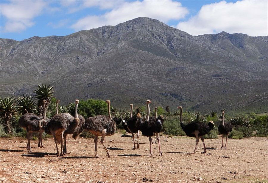 roadtrip-afrika-struisvogelfarm-manman