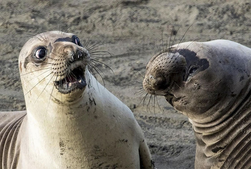 Comedy Wildlife Potography Awards  MAN MAN