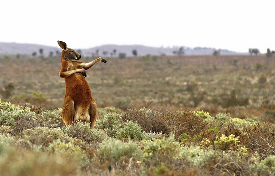 Comedy Wildlife Potography Awards  MAN MAN