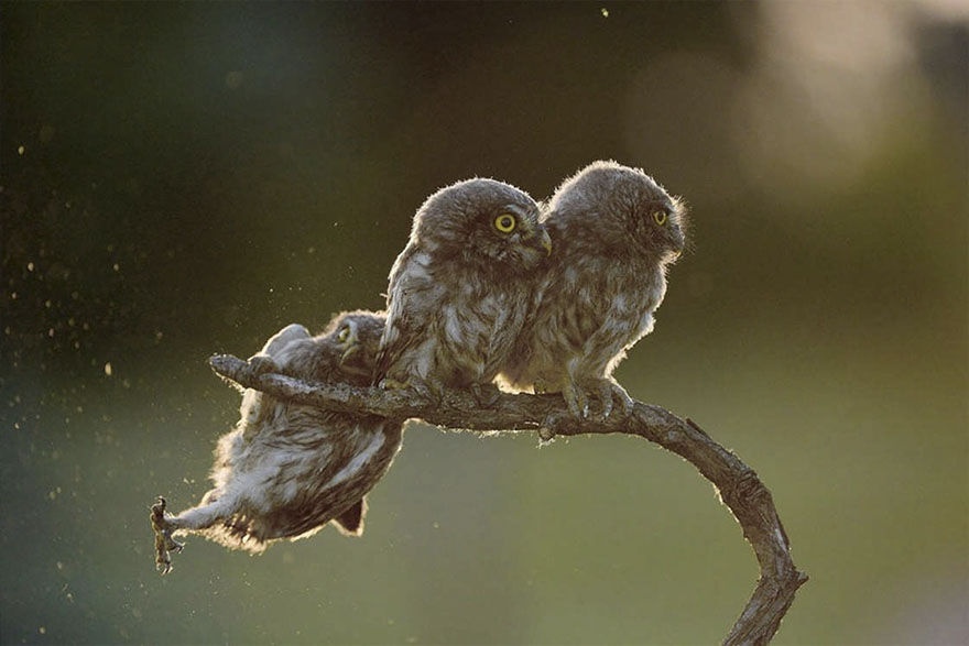 Comedy Wildlife Potography Awards  MAN MAN