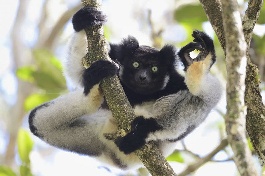 Comedy Wildlife Potography Awards  MAN MAN