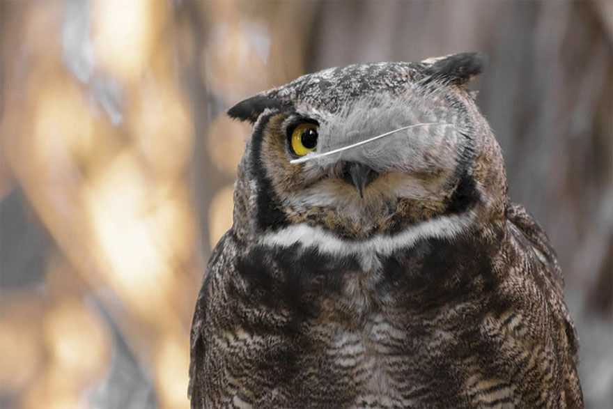 Comedy Wildlife Potography Awards  MAN MAN