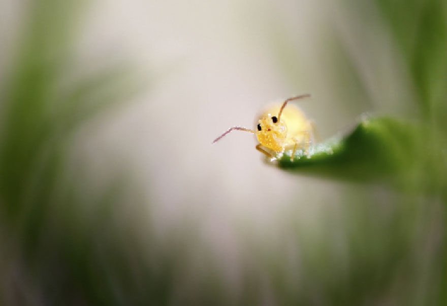 Comedy Wildlife Potography Awards  MAN MAN