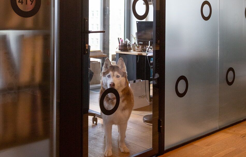 24 juni is het 'neem je hond mee naar je werk'-dag