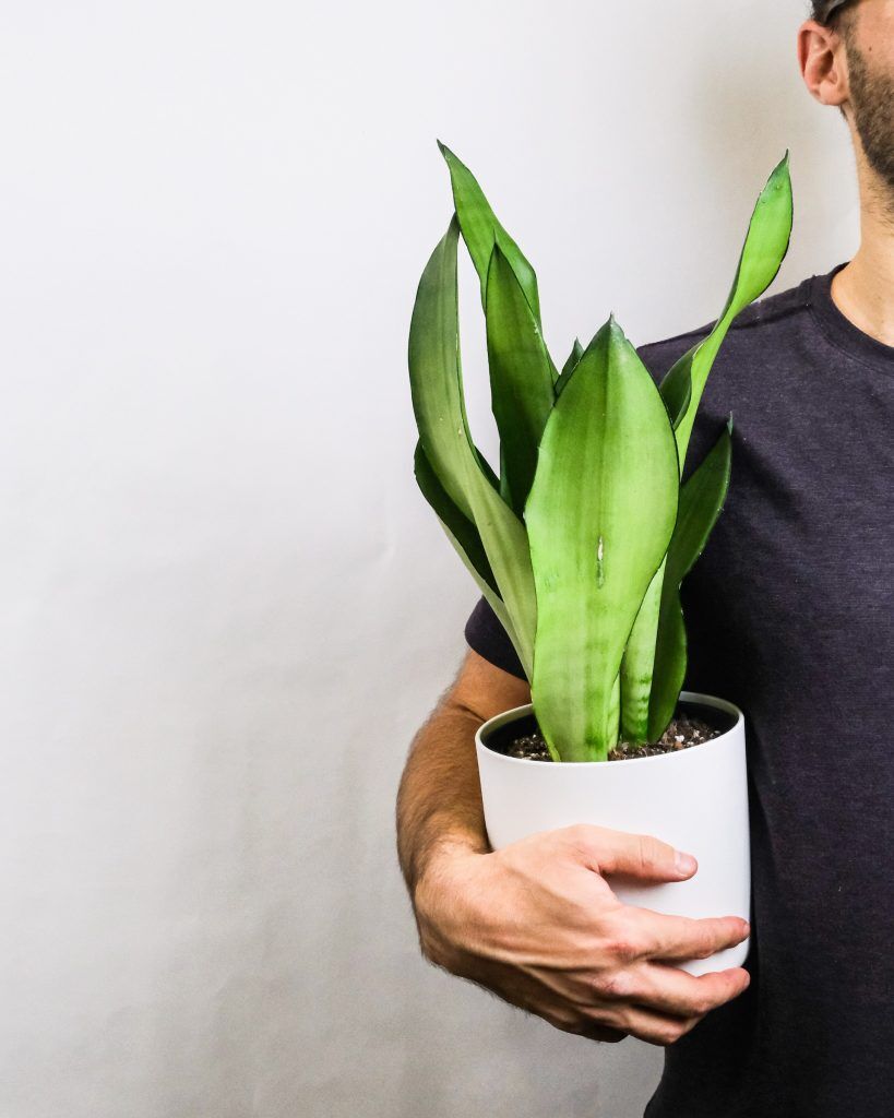 Sansevieria kamerplant onderhoud makkelijk