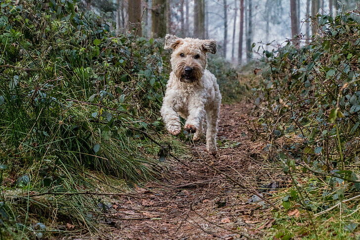 Soft Coated Wheaten Terriër