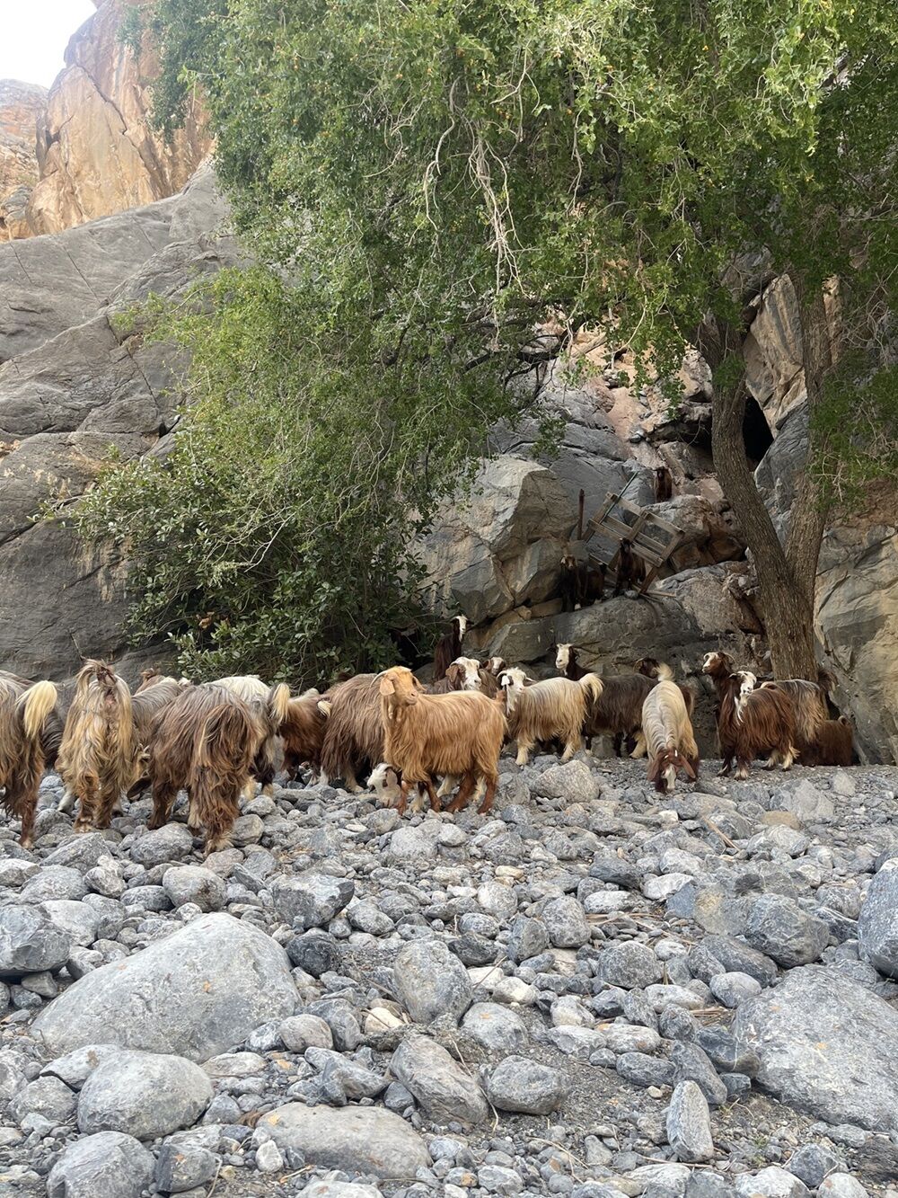 berggeiten oman