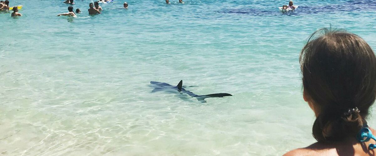 2,5 meter lange haai jaagt badgasten op Mallorca de stuipen op het lijf