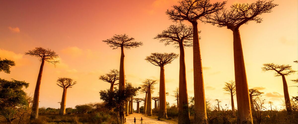 Reislust #19: Maki’s, Baobabs en hagelwitte stranden in Madagaskar