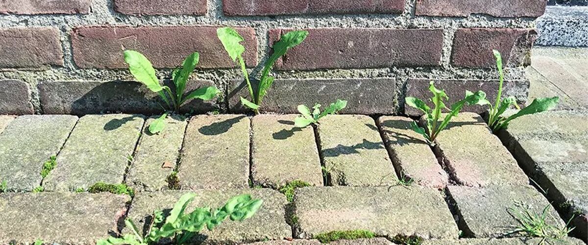 Met deze héél handige truc (kost €0,50) verwijder jij al het onkruid in de tuin