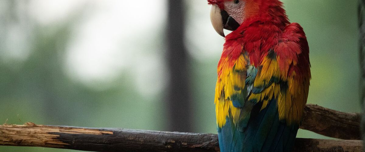 Vrouw ontdekt dat haar vriend vreemdgaat dankzij zijn papegaai