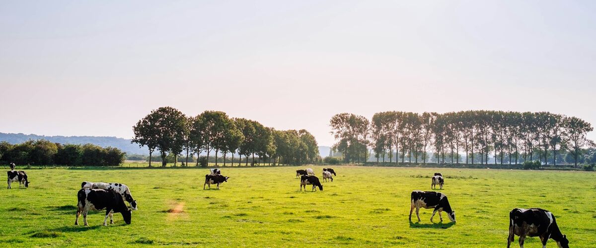 Wat is het gemiddelde salaris van de Nederlandse boeren?