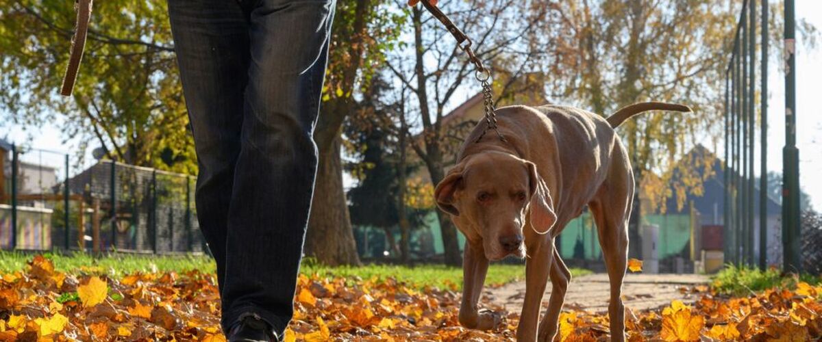 Hondenbaasjes opgelet: je hond uitlaten zonder zakje kan een fikse boete opleveren