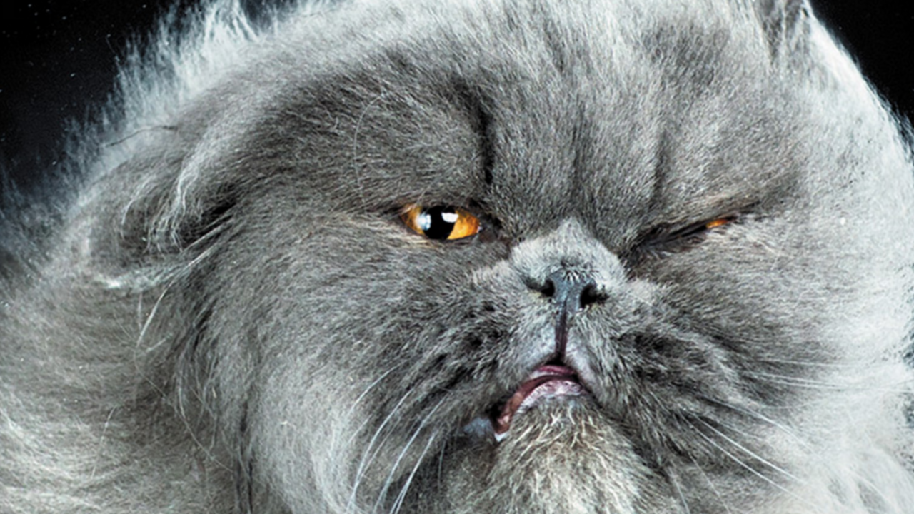 Illustratie voor: Awesome: Shake Cats